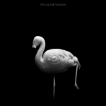 Black and White Zoo series por Nicolas Evariste 10